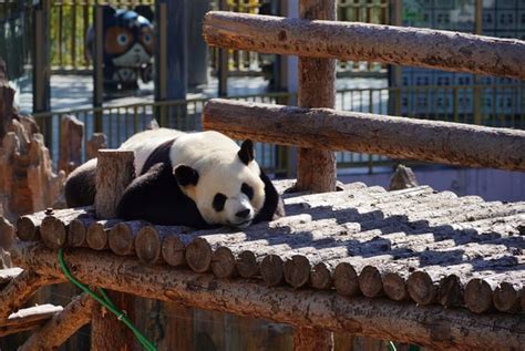 大連動物園有哪些珍稀動物