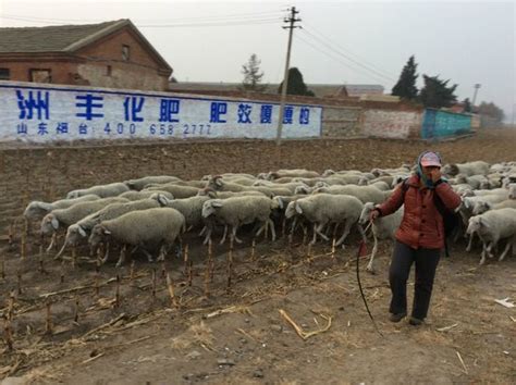 遼寧黑山驢什麼價